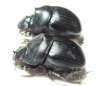 Dichotomius divergens, pair  Equador - INSECTS-STORE.RU