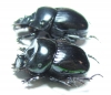 Dichotomius fissus, pair  Brasilia - INSECTS-STORE.RU