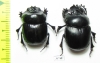 Dichotomius fissus, pair  Brasilia - INSECTS-STORE.RU