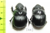 Dichotomius haroldi, pair  Argentina - INSECTS-STORE.RU