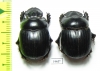 Dichotomius mammilatus, pair  Argentina - INSECTS-STORE.RU