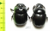 Dichotomius mammilatus, pair  Peru - INSECTS-STORE.RU