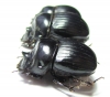 Dichotomius nisus, pair  Brasilia - INSECTS-STORE.RU