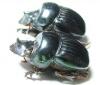 Dichotomius nisus, pair  Paraguay - INSECTS-STORE.RU