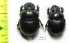 Dichotomius nisus, pair  Paraguay - INSECTS-STORE.RU
