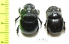 Dichotomius ohausi  Peru - INSECTS-STORE.RU