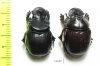 Dichotomius quinquelobatus, pair  Peru - INSECTS-STORE.RU