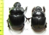 Dichotomius sp., pair  Panama - INSECTS-STORE.RU