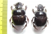 Dichotomius sp., pair  Bolivia - INSECTS-STORE.RU