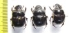 Dichotomius sp., pair  Bolivia - INSECTS-STORE.RU