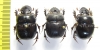 Dichotomius sp., pair  Bolivia - INSECTS-STORE.RU
