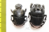 Attavicinus monstrosus, pair  Mexico (myrmecophilous) - INSECTS-STORE.RU