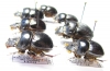 Scarabaeinae sp.  Bolivia - INSECTS-STORE.RU