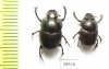 Scarabaeinae sp., pair  New Caledonia - INSECTS-STORE.RU