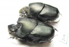 Onthophagus sp., pair  South Africa Rep. - INSECTS-STORE.RU