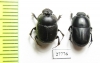 Onthophagus sp.  South Africa Rep. - INSECTS-STORE.RU