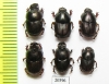 Scarabaeinae sp.  Thailand - INSECTS-STORE.RU