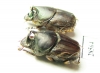Scarabaeinae sp.  Thailand - INSECTS-STORE.RU