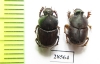 Scarabaeinae sp.  Thailand - INSECTS-STORE.RU