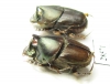 Scarabaeinae sp.  Thailand - INSECTS-STORE.RU