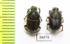 Scarabaeinae sp.  Thailand - INSECTS-STORE.RU