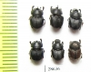 Caccobius kelleri, pair  Russia, Far East - INSECTS-STORE.RU