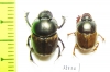 Digitonthophagus sp., pair  South Africa Rep. - INSECTS-STORE.RU