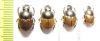 Digitonthophagus sp., pair  South Africa Rep. - INSECTS-STORE.RU