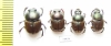 Digitonthophagus sp., pair  Sudan - INSECTS-STORE.RU