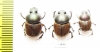 Digitonthophagus sp., pair  Sudan - INSECTS-STORE.RU