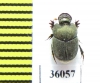 Onthophagus aeruginosus  Congo - INSECTS-STORE.RU