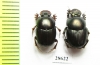 Onthophagus dama, pair  India - INSECTS-STORE.RU