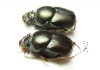 Onthophagus dama, pair  India - INSECTS-STORE.RU