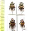 Onthophagus fissicornis, O.coenobita, pair  Turkey - INSECTS-STORE.RU