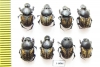 Onthophagus marginalis, pair  Russia, Astrakhan reg. - INSECTS-STORE.RU