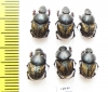 Onthophagus marginalis, pair  Russia, Astrakhan reg. - INSECTS-STORE.RU