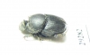 Onthophagus semicornis  Ukraina - INSECTS-STORE.RU