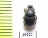 Onthophagus semicornis  Ukraina - INSECTS-STORE.RU