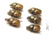 Onthophagus sp., pair  Namibia - INSECTS-STORE.RU