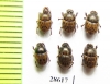 Onthophagus sp., pair  Namibia - INSECTS-STORE.RU