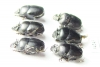 Onthophagus sp., pair  Ethiopia - INSECTS-STORE.RU
