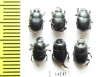 Onthophagus sp., pair  Ethiopia - INSECTS-STORE.RU