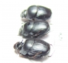 Onthophagus sp., pair  Ethiopia - INSECTS-STORE.RU