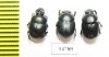 Onthophagus sp., pair  Ethiopia - INSECTS-STORE.RU