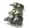 Onthophagus sp., pair  Tanzania - INSECTS-STORE.RU