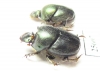 Onthophagus sp.  South Africa Rep. - INSECTS-STORE.RU