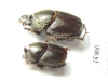 Onthophagus sp.  Tanzania - INSECTS-STORE.RU