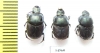 Onthophagus taurus, pair  Russia, Volgograd reg. - INSECTS-STORE.RU