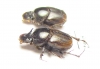 Onthophagus transcaspicus, pair  Iran, Sistan prov. - INSECTS-STORE.RU