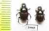 Onthophagus transcaspicus, pair  Iran, Sistan prov. - INSECTS-STORE.RU